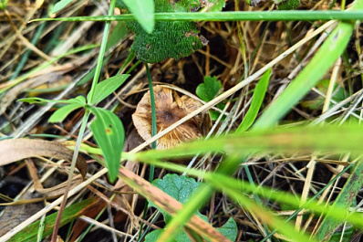 В Жигулевском заповеднике показали кадры с кормежки семейства лосей