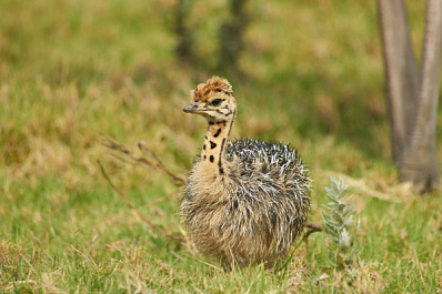 В частном российском питомнике на свет появились три краснокнижных страусенка
