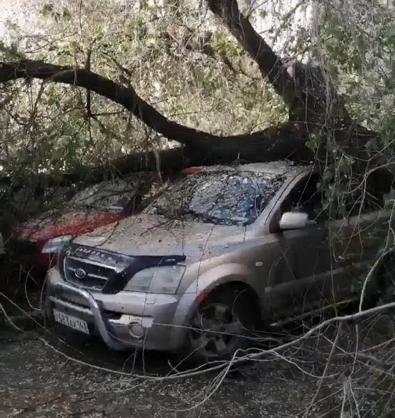 В Самаре в ночь на 7 июня дерево упало на пять машин в Ташкентском переулке