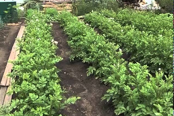 Дачные советы 9.07.2015 