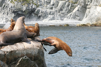 На берега Камчатки отправят научную экспедицию 