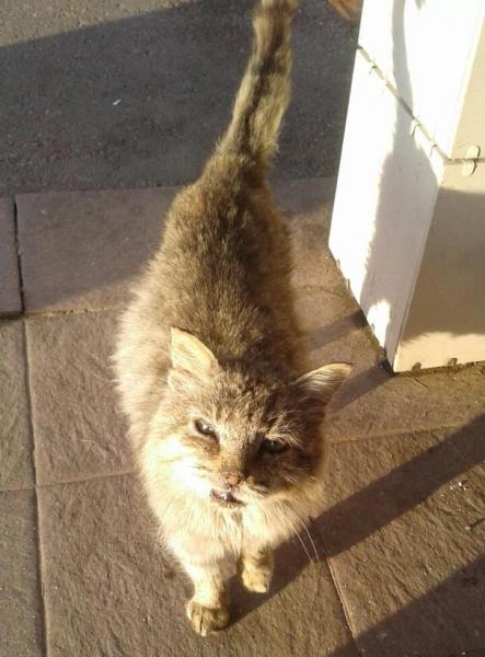 "Зима его не пощадит": в Самаре ищут дом старому коту