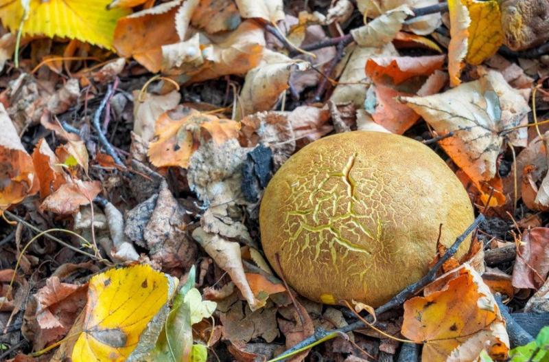 Врач рассказал о вреде чрезмерного употребления грибов