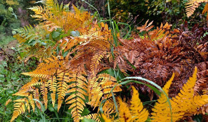 Погода на 5 октября 2025 года: народные приметы и прогноз синоптиков