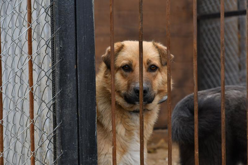 Защитить людей и позаботиться о животных: в Самаре фракцией "Единая Россия" предложены изменения в законопроект об обращении с животными