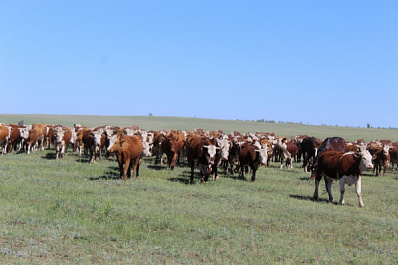 Универсальный "Эльмир": в чем секрет успеха хозяйства Ровшана Гусейнова