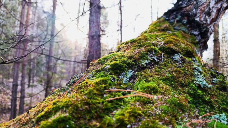 В Самарской области 19 ноября снова будет тепло, но дождливо