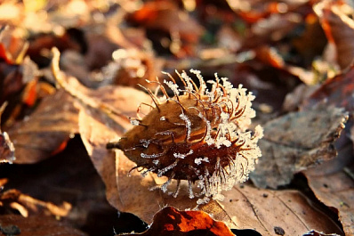 В Самарской области ожидаются заморозки до -1 °C