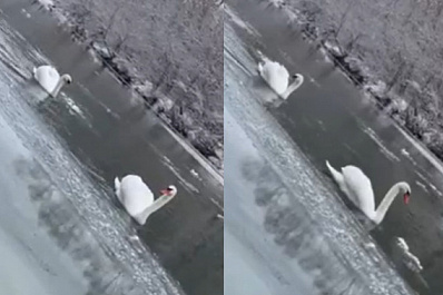 "Могут съесть лисы и собаки": в Самарской области лебеди не улетают с замерзающего водоема