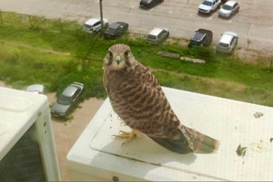 Жители Самары обнаружили соколенка на кондиционере