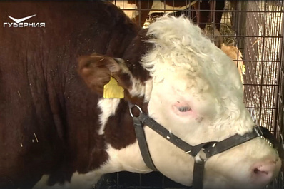 Бычок-тяжеловес: на Поволжской агропромышленной выставке показали 900-килограммового герефорда