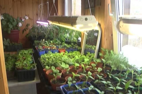 Дачные советы 3.04.2014