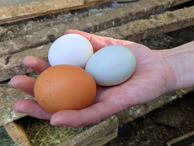 Заработают на птичках: как социальный контракт помогает многодетной семье