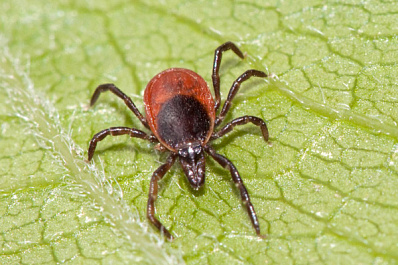 В Самарской области за неделю клещи покусали 55 человек 