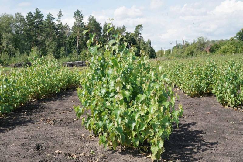 Сотрудники "Самаралеса" рассказали, как выращивать ели и березы