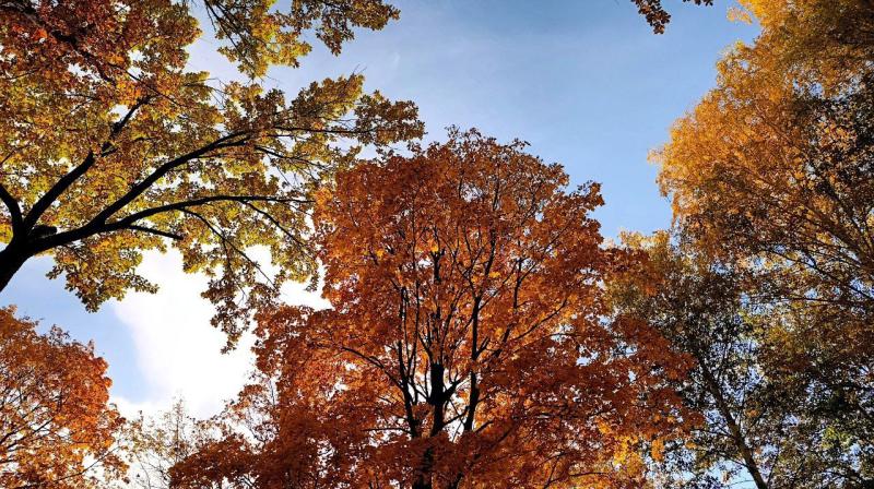 Погода на 11 октября 2025 года: народные приметы и прогноз синоптиков