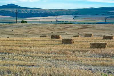 В Самарской области доведено до аграриев 89% федеральных субсидий