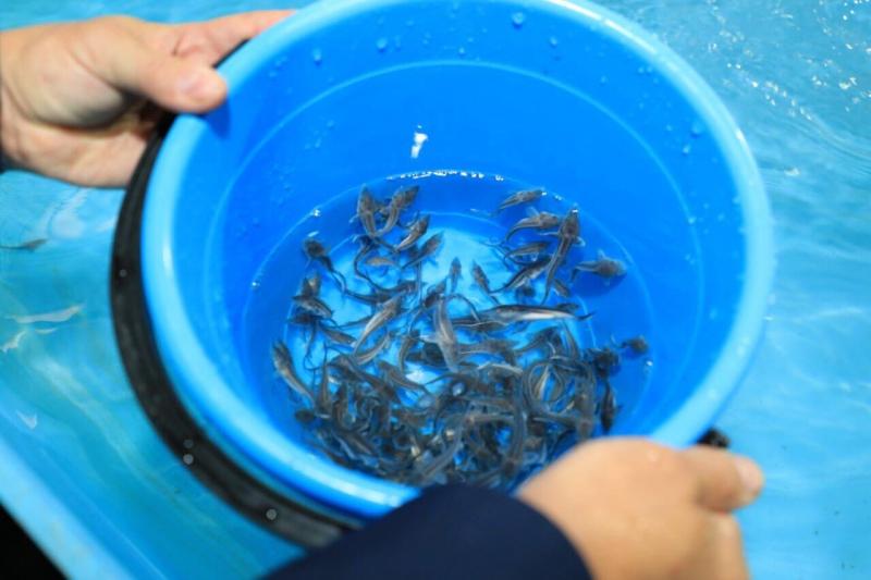 Названы лидеры в экологии. "Газпром трансгаз Самара" стал лучшим среди промышленных гигантов