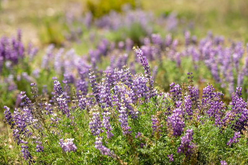 Специалисты рассказали, почему не стоит ставить люпины в спальне