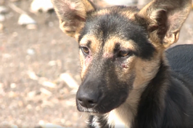 Посадили на цепь и бросили: жители расселенного поселка под Сызранью оставили своих собак умирать