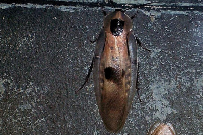 В Самаре в подвалы домов подбрасывают тараканов