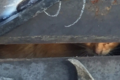 В Самаре в подвале дома на пр. Кирова замуровали двух котят