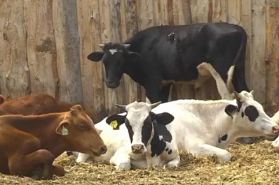 В Шигонском районе появится хозяйство по выращиванию крупного рогатого скота