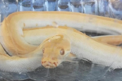 В Тольятти на улице ползала змея длиной около метра