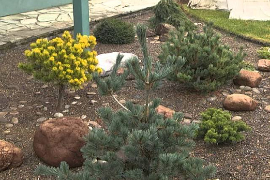 Дачные советы 20.11.2014