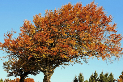 На Самарскую область надвигается сильный ветер