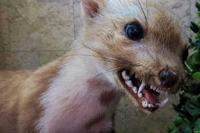 В Самарской области более пяти тысяч жителей пострадали от укусов животных