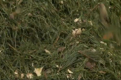 В Самарской области раздают щепу новогодних елок