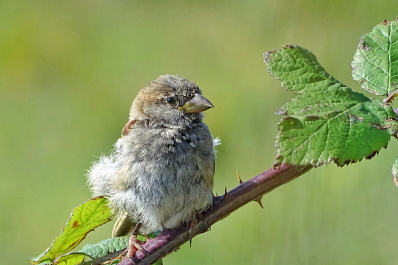 Эксперты объяснили, что делать с найденными птенцами