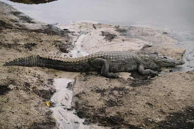 Самарские таможенники не дали вывезти из России крокодила