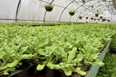 От мяты до шалфея: за какие дачные растения могут оштрафовать