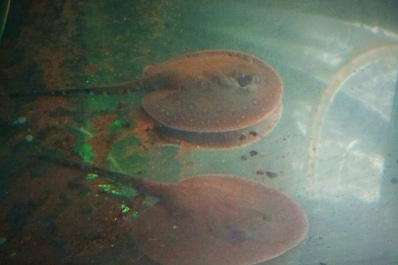 В самарском зоопарке впервые появились детеныши глазчатых скатов