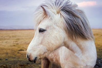 Самарскому пони хозяин рубит копыта топором