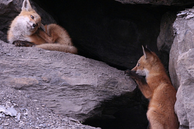 У спасённых животных на ранчо родились лисята