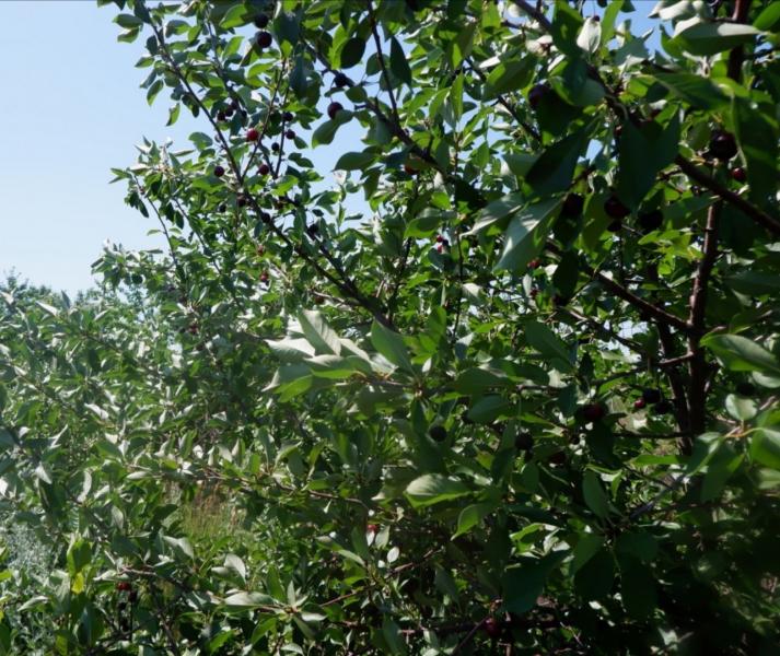 "Нюша" и "олечка": первые самарские сорта черешен получили женские имена