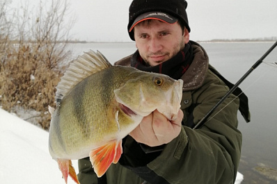 Под Сызранью рыбак выловил огромного окуня