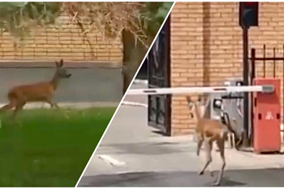 Потребовалась помощь спасателей: в Самаре на территорию отдела полиции проникла косуля