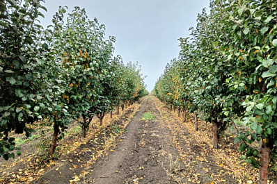 Жители Отрадного присоединились к Международной акции "Сад памяти"