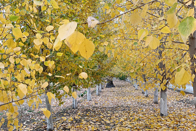 Теплая погода задержится в Самарской области до конца октября
