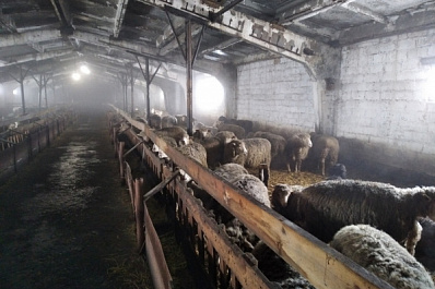 Как фермы и подворья Самарской области могут стать центрами сельского туризма и получить до 10 млн рублей