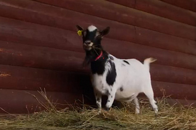 В самарском зоопарке отметили День козы