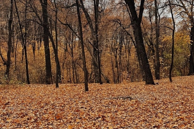 То дождь, то ветер: синоптики рассказали о погоде в Самарской области на ближайшие дни