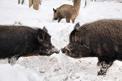 Вторые половинки братьев наших меньших: в нацпарке "Самарская Лука" рассказали "любовные истории" обитателей заповедника
