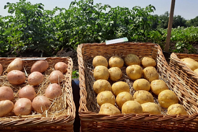 Самарские селекционеры создали новый сорт картофеля и назвали "джулией"