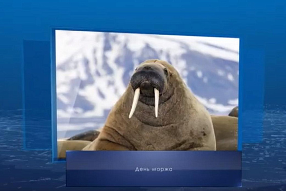 День моржа. Календарь губернии от 24 ноября