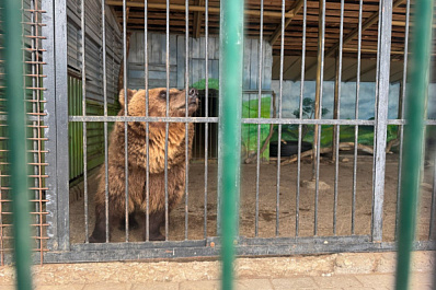 Сотрудники самарского зоопарка поделились видео с бурым медведем